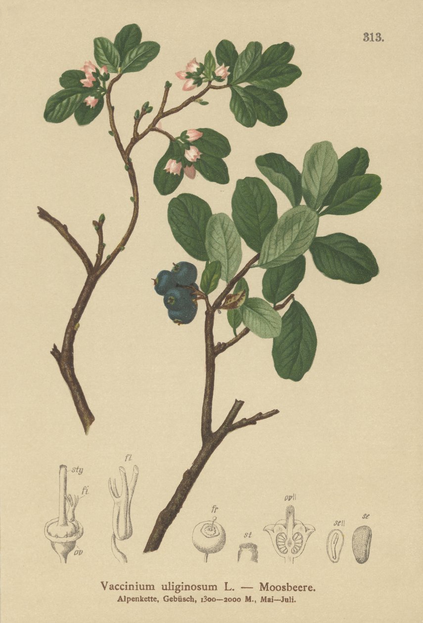 Mustikka (Vaccinium uliginosum) tekijältä German School