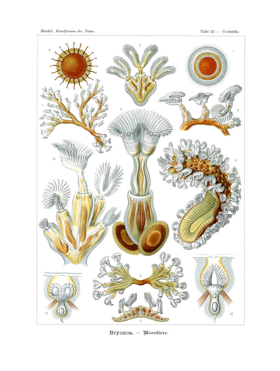 Bryozoa, 1899-1904 tekijältä German School
