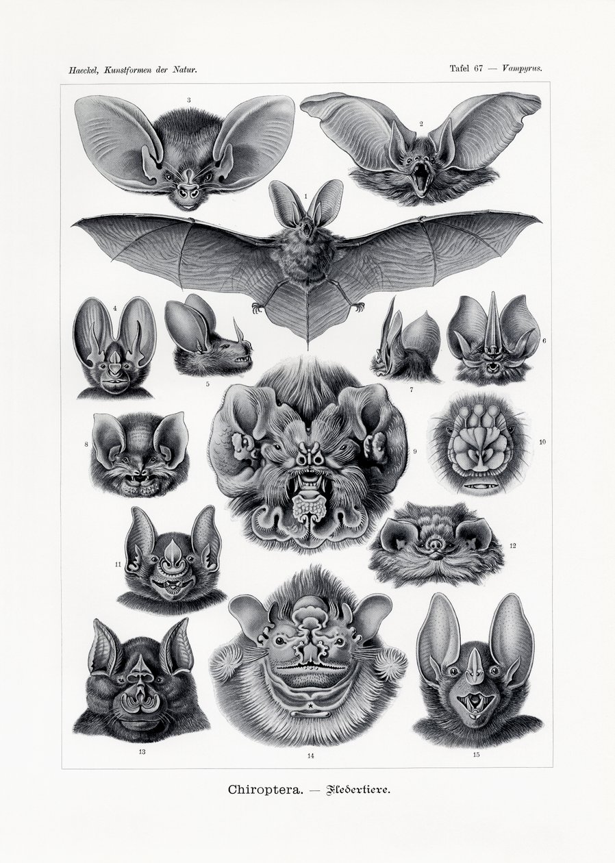Chiroptera, 1899-1904 tekijältä German School