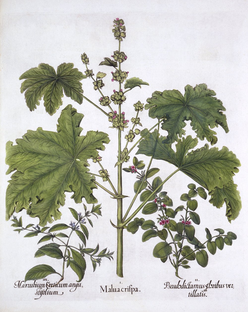 Curled Mallow, False Dittany, Kreetan Horehound, Hortus Eystettensis, kirjoittanut Basil Besler (1561-1629), pub. 1613 (käsinvärinen kaiverrus) tekijältä German School