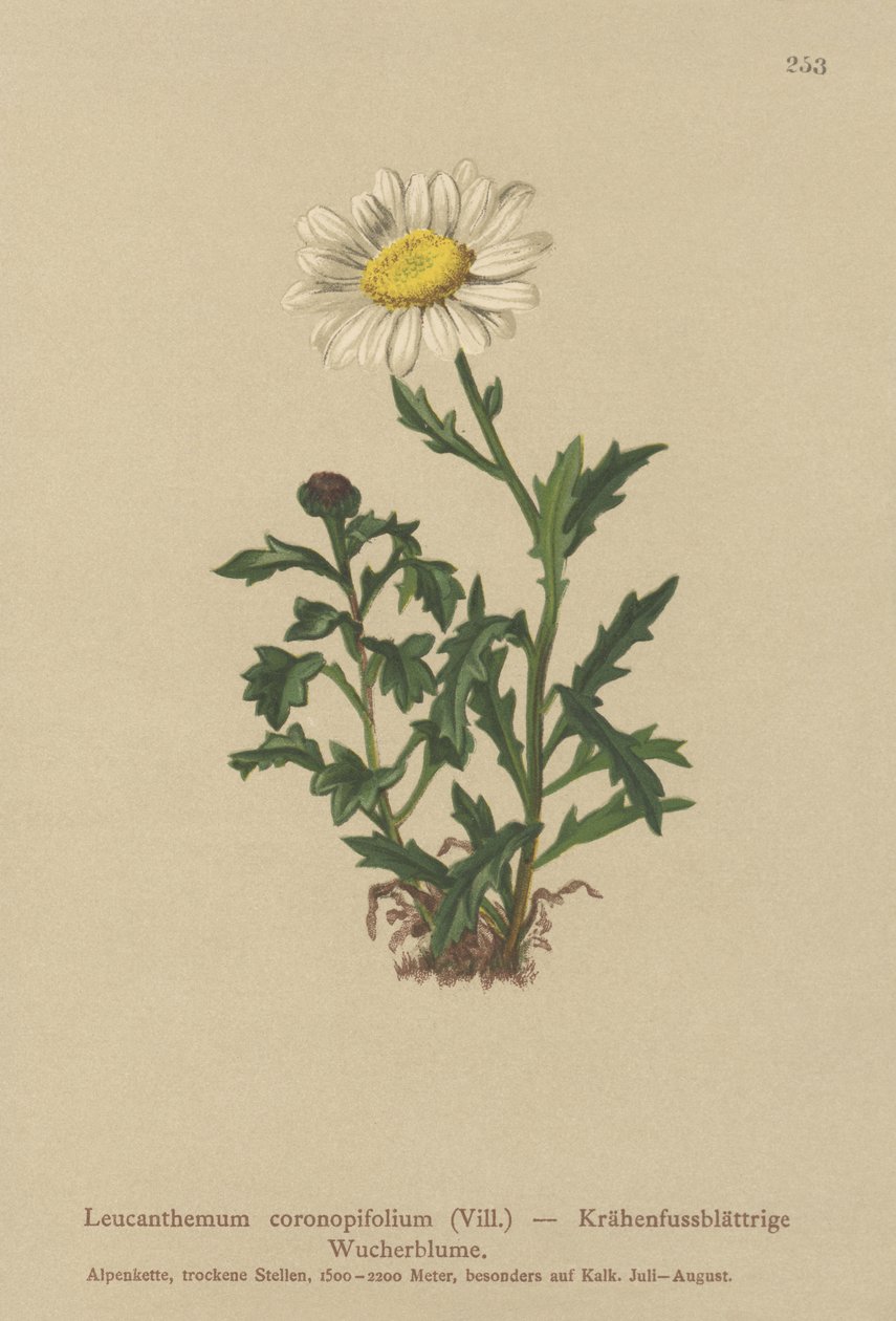Daisy (Leucanthemum coronopifolium, Chrysanthemum coronopifolium, Chrysanthemum alpesre) tekijältä German School