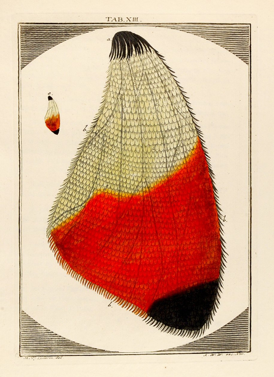 Kaavio suurennetusta Moths Wingistä, 1768 tekijältä German School