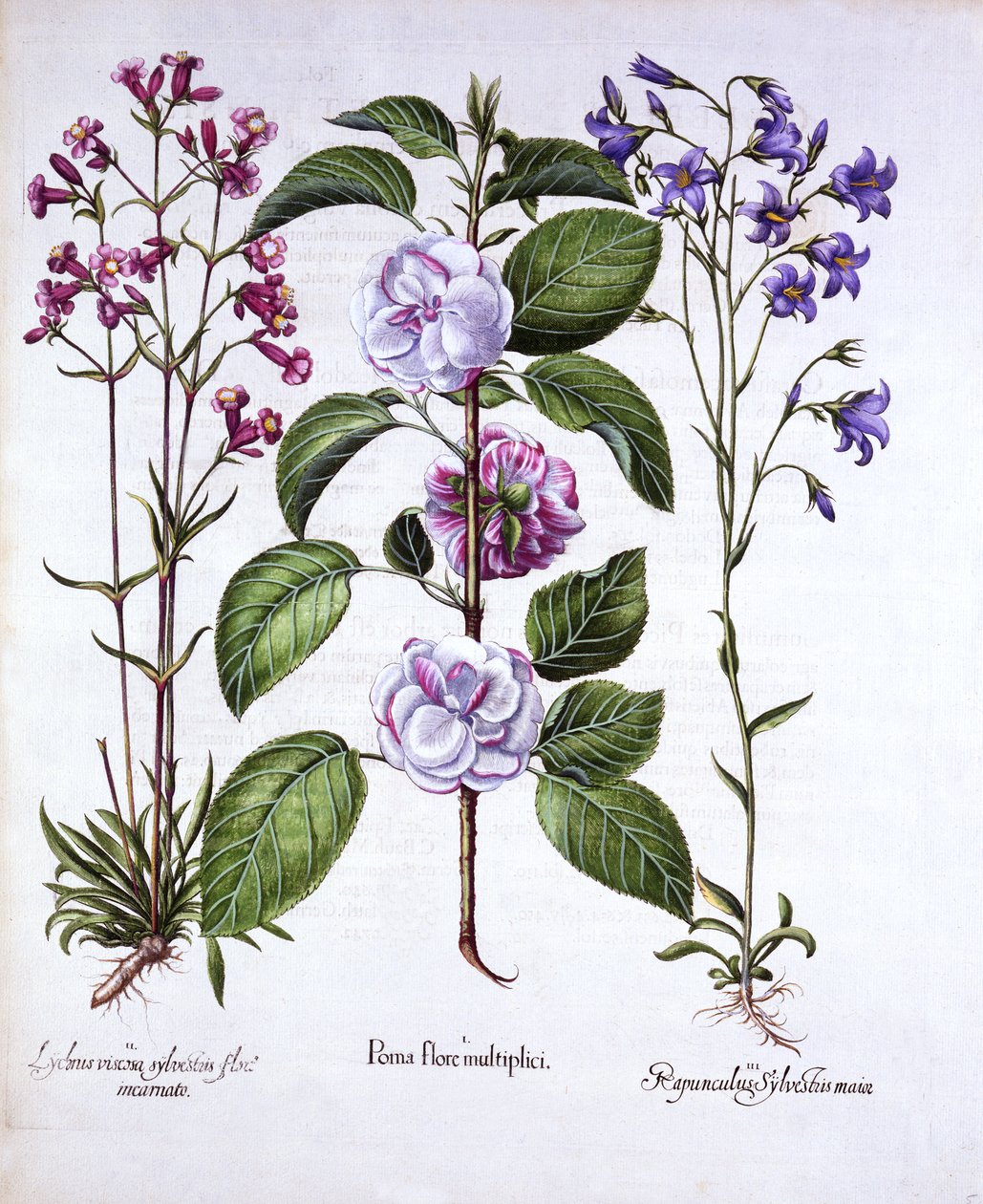 Kaksikukkainen omena, saksalainen saaliskärpäs ja kellokukka, Hortus Eystettensis, kirjoittanut Basil Besler (1561-1629), pub. 1613 (käsinvärinen kaiverrus) tekijältä German School