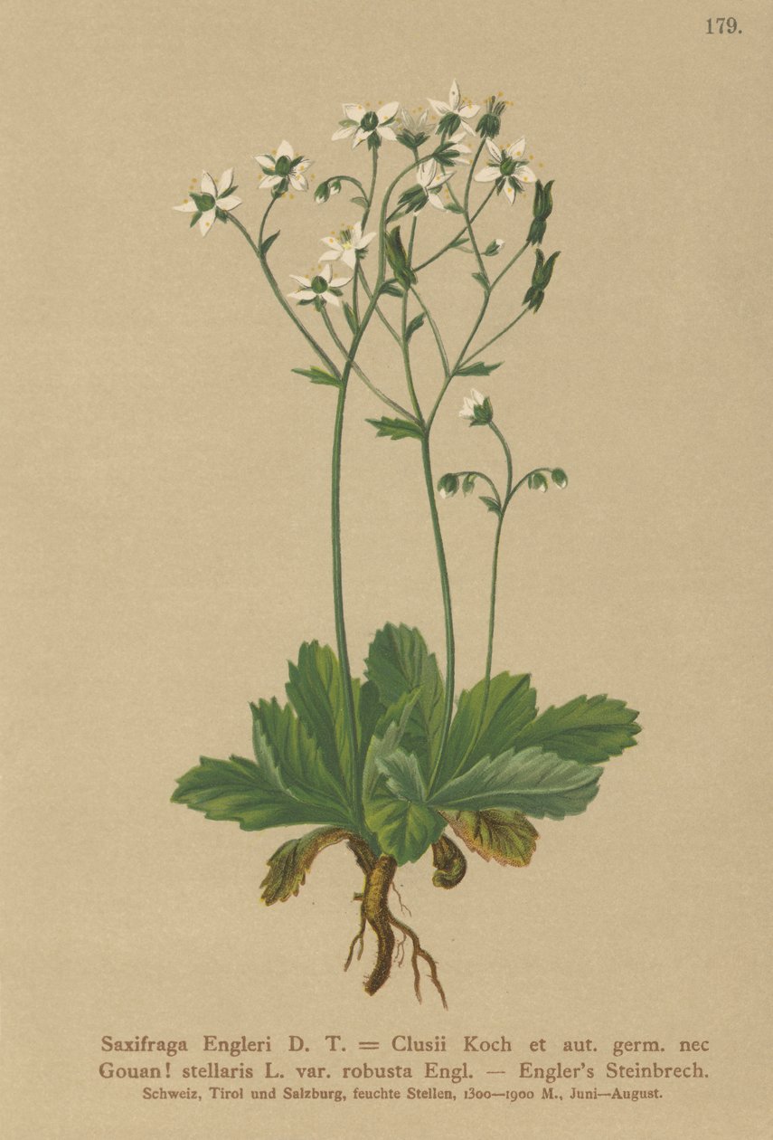 Engerlis Saxifrage (Saxifraga Engerli, Saxifraga Clusii) tekijältä German School