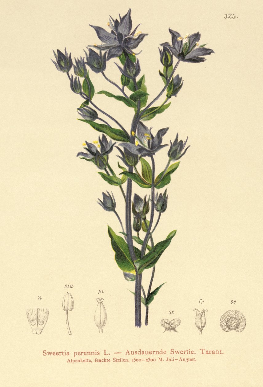Felwort (Sweertia perennis) tekijältä German School