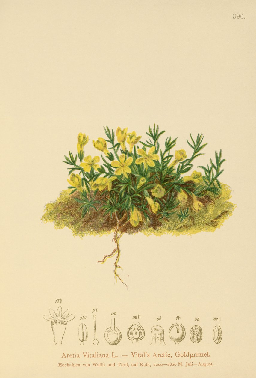 Golden Primerose (Primula vitaliana, Aretia Vitaliana, Vitaliana primiiflora) tekijältä German School