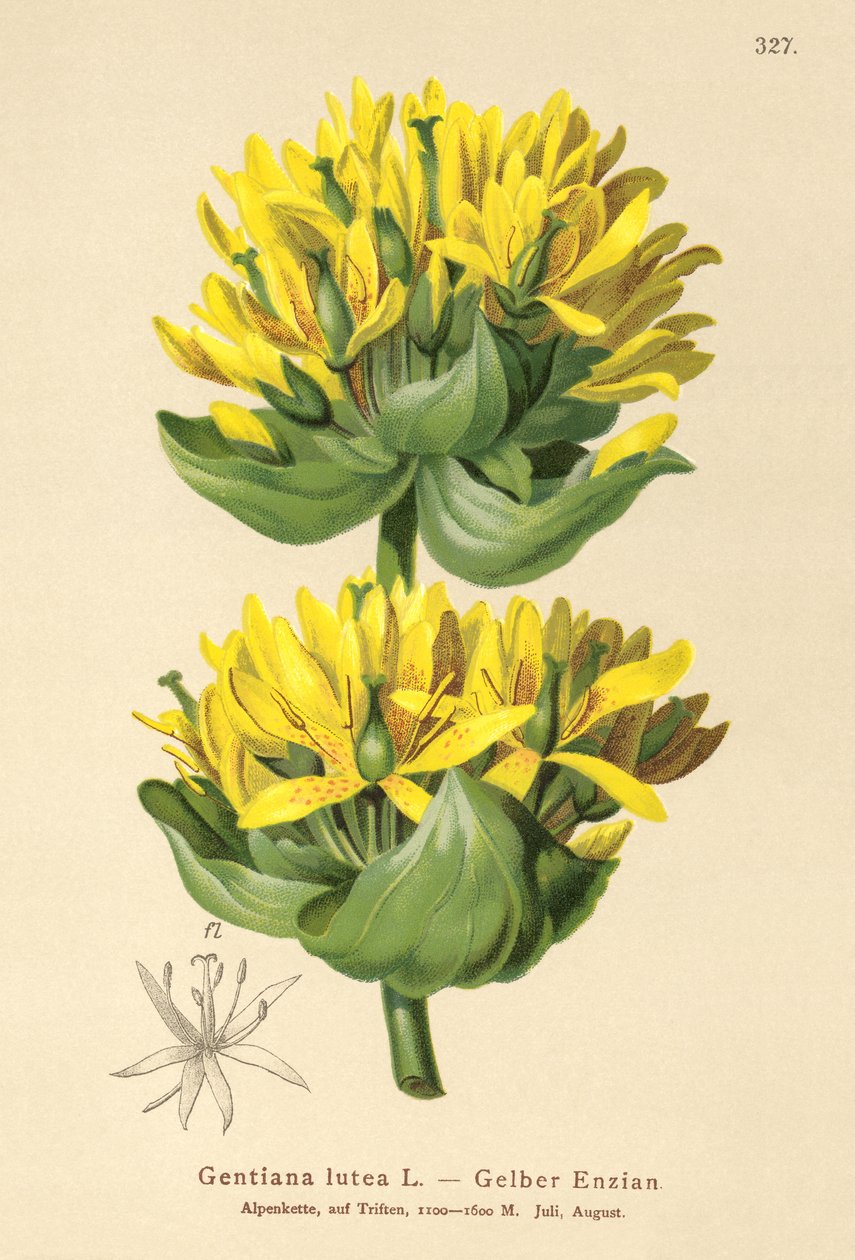 Suuri keltainen gentian (Gentiana lutea) tekijältä German School