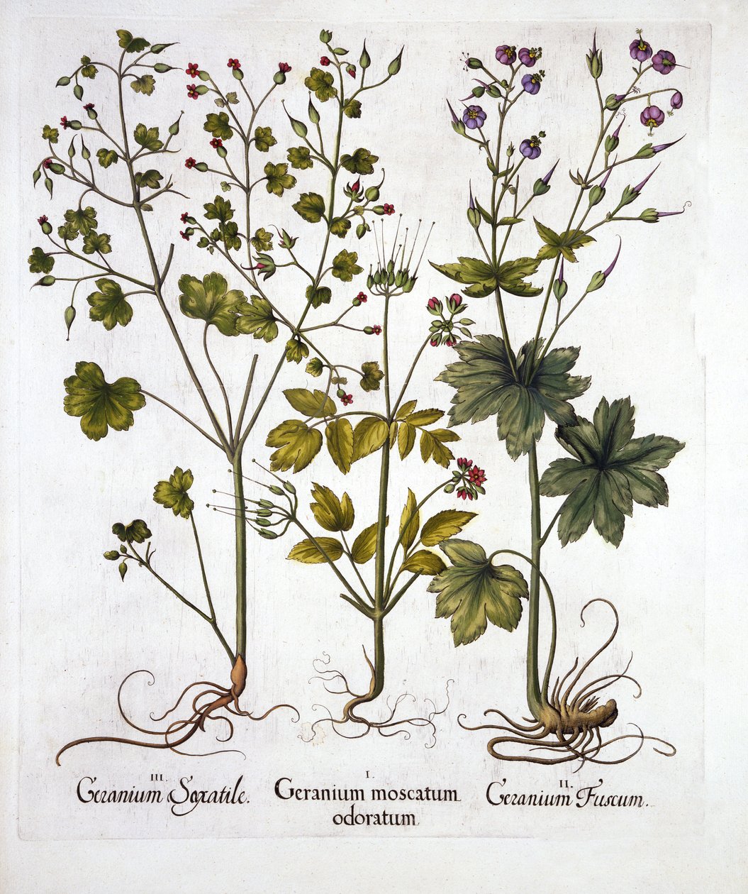 Hardy Geraniums, Hortus Eystettensis, kirjoittanut Basil Besler (1561-1629), pub. 1613 (käsinvärinen kaiverrus) tekijältä German School