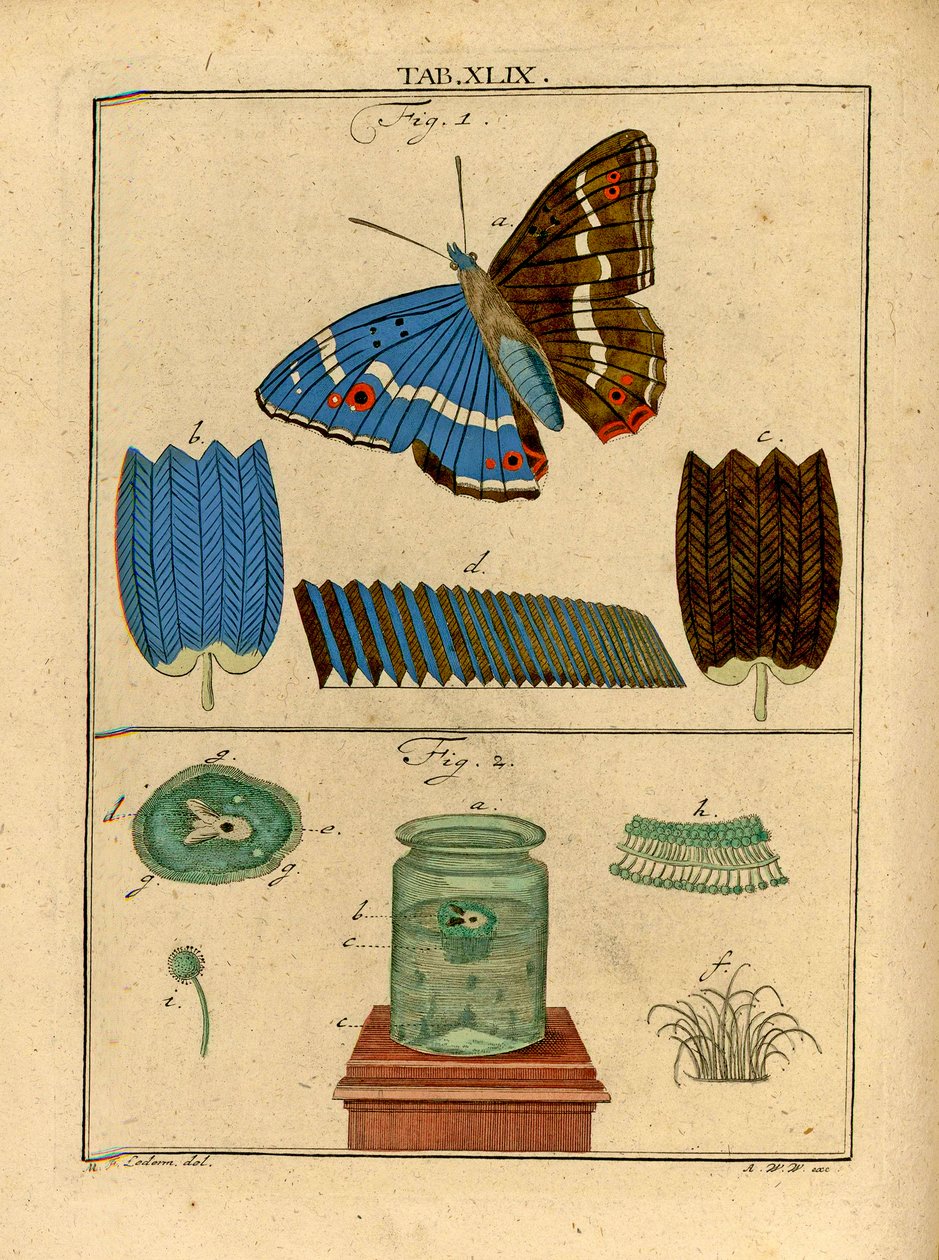 Kuvia mikroskooppisista yksisoluisista organismeista ja suomuista Butterflysin siivestä varhaisen optisen mikroskoopin avulla, 1768 tekijältä German School