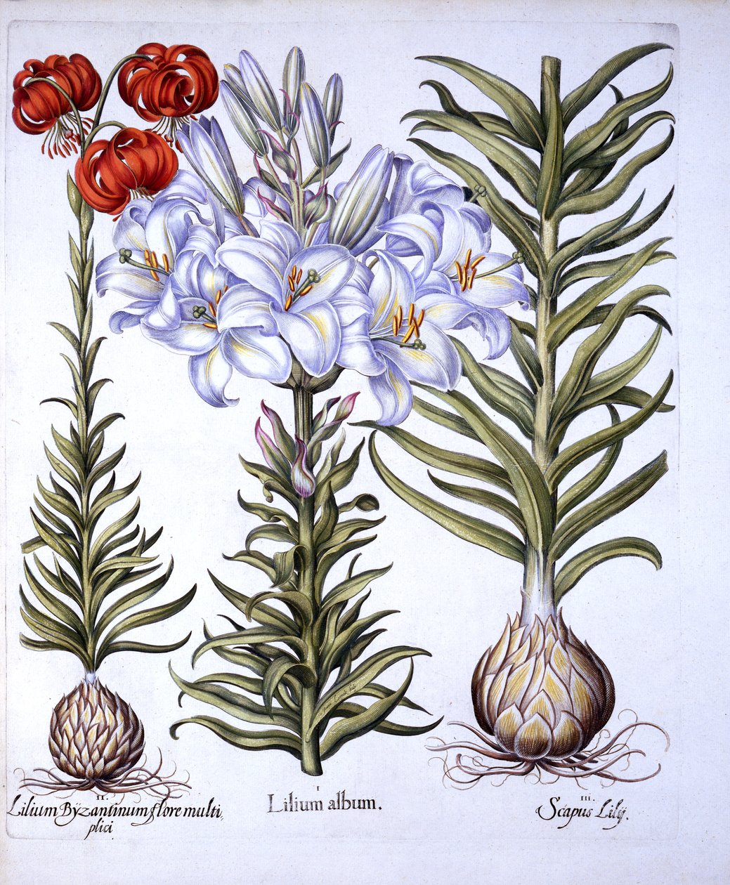 Madonna Lily and Bulb, Konstantinopolin punainen Martagon, Hortus Eystettensis, kirjoittanut Basil Besler (1561-1629), pub. 1613 (käsinvärinen kaiverrus) tekijältä German School