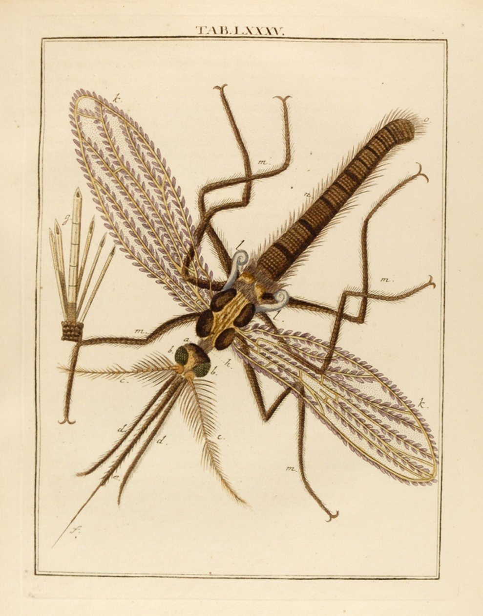Suurennettu Mosquito, 1768 tekijältä German School