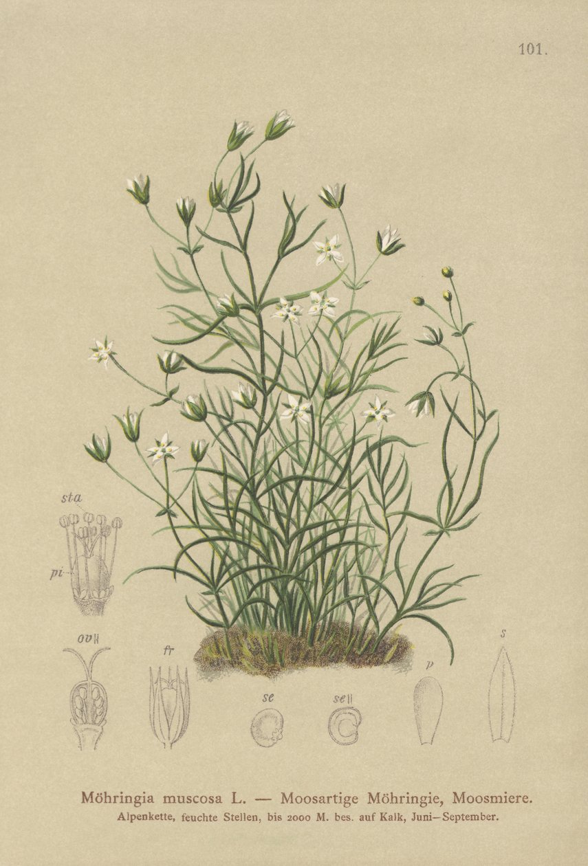 Sammaleinen hiekkajuuri (Moehringia muscosa, Möhringia muscosa) tekijältä German School