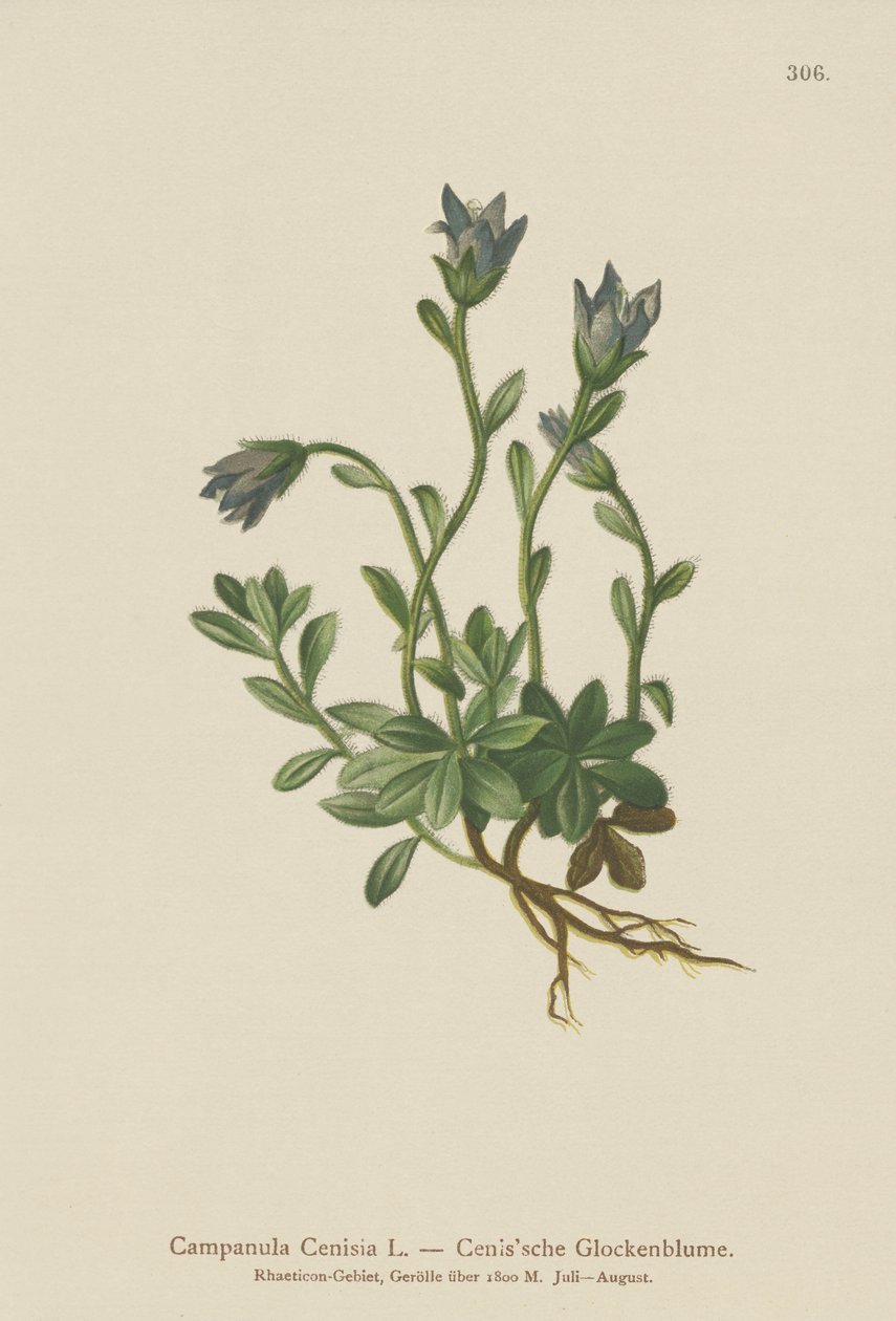 Mt. Cenis Bellflower (Campanula Cenisia) tekijältä German School