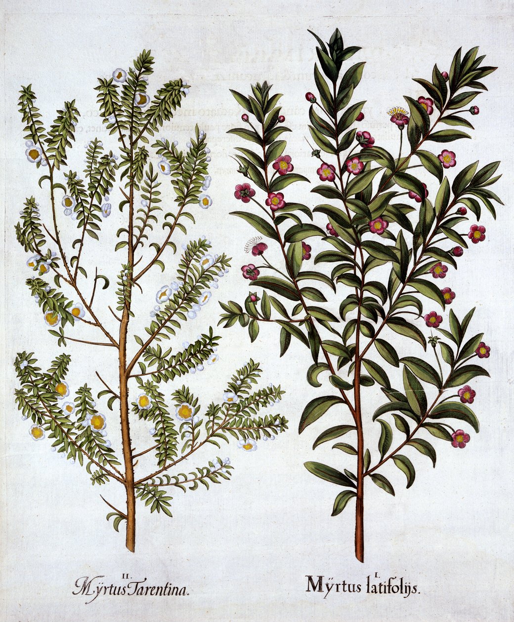 Myrtle Varities, Hortus Eystettensis, kirjoittanut Basil Besler (1561-1629), pub. 1613 (käsinvärinen kaiverrus) tekijältä German School