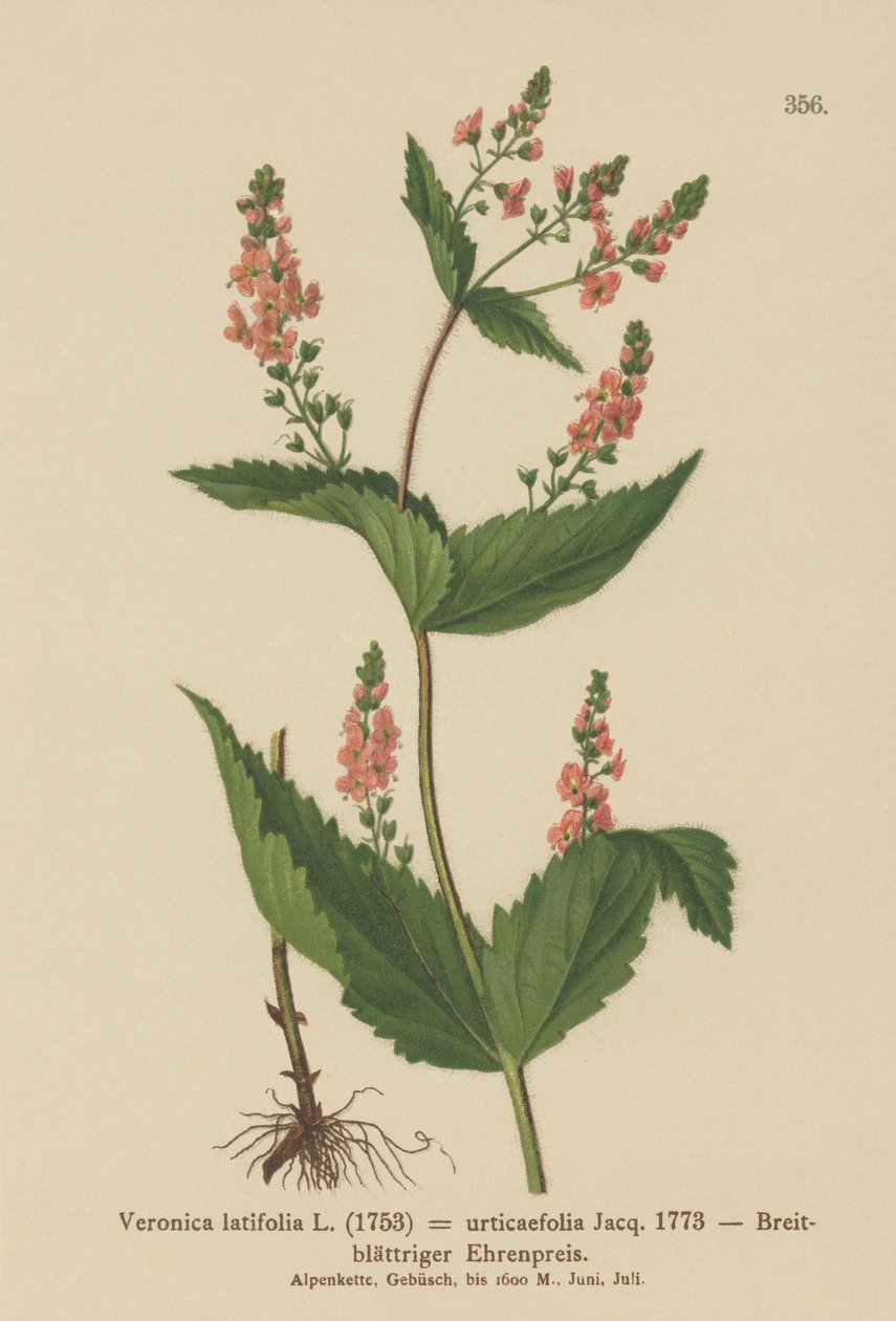 Nokkosenlehtinen Speedwell (Veronica latifolia, Veronica urticifolia) tekijältä German School