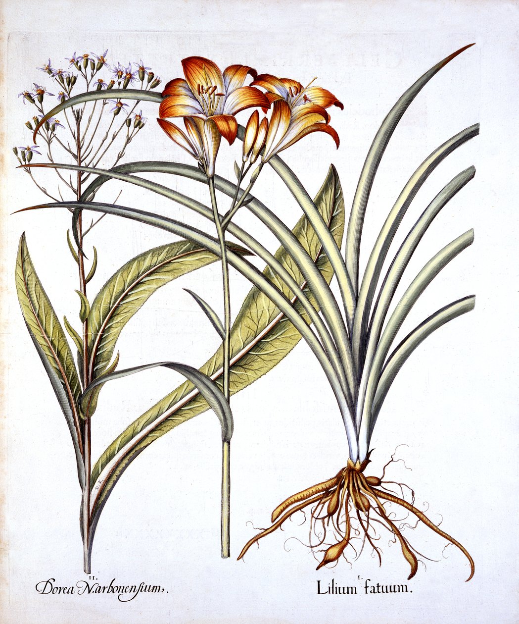 Red-Yellow Day Lily and Groundsel, Hortus Eystettensis, kirjoittanut Basil Besler (1561-1629), pub. 1613 (käsinvärinen kaiverrus) tekijältä German School