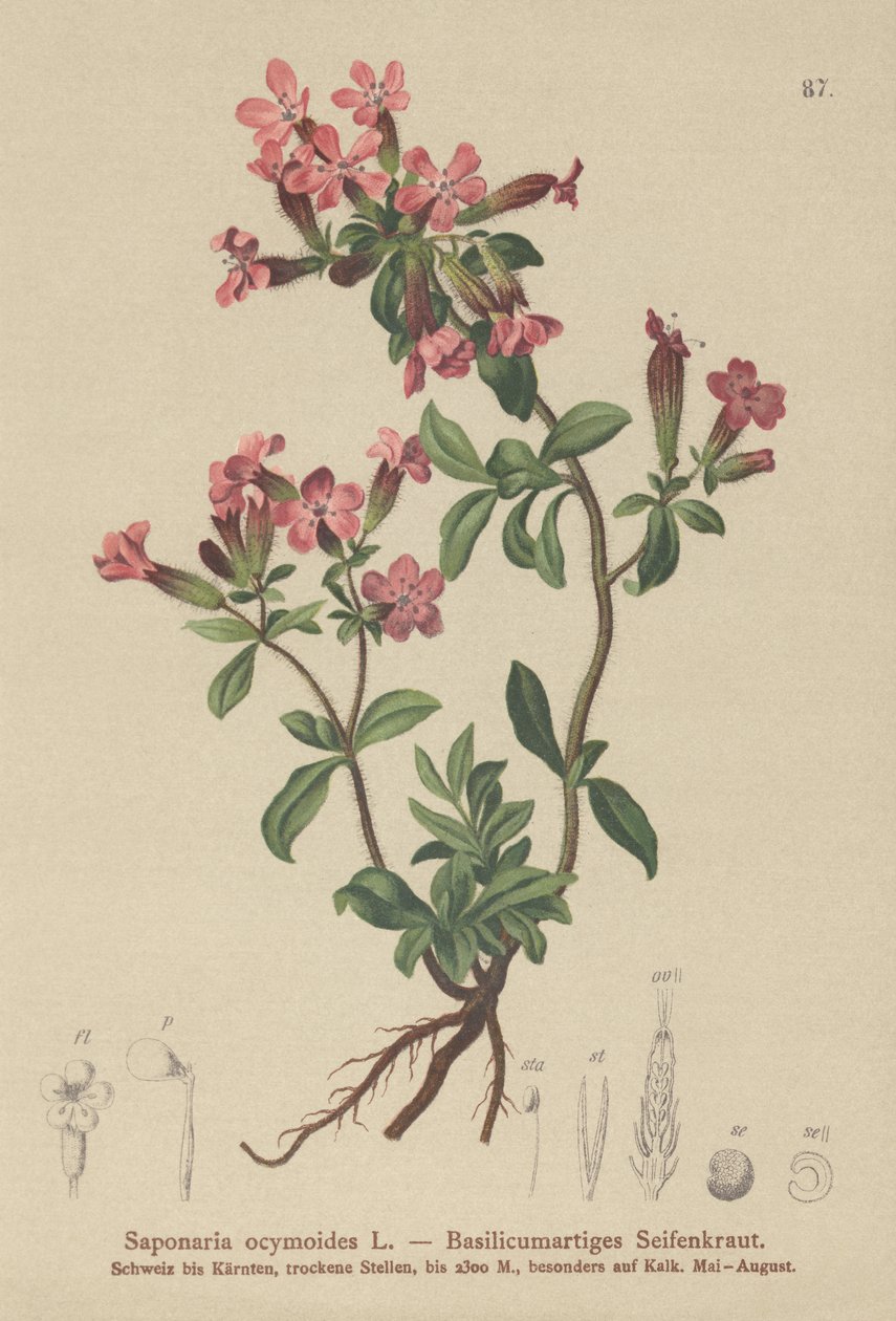 Kivisaippuajuuri (Saponaria ocymoides) tekijältä German School
