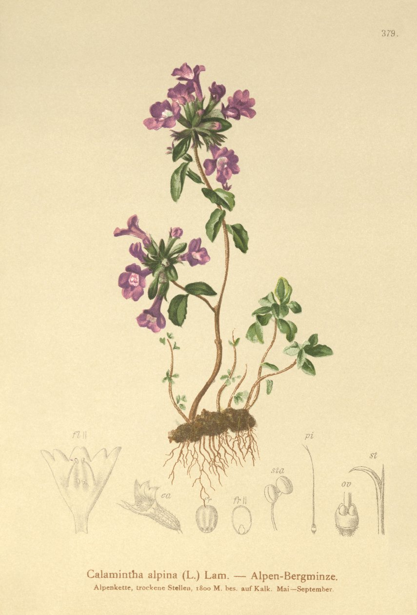 Kivitimjami (Acinos alpinus, Calamintha alpina) tekijältä German School