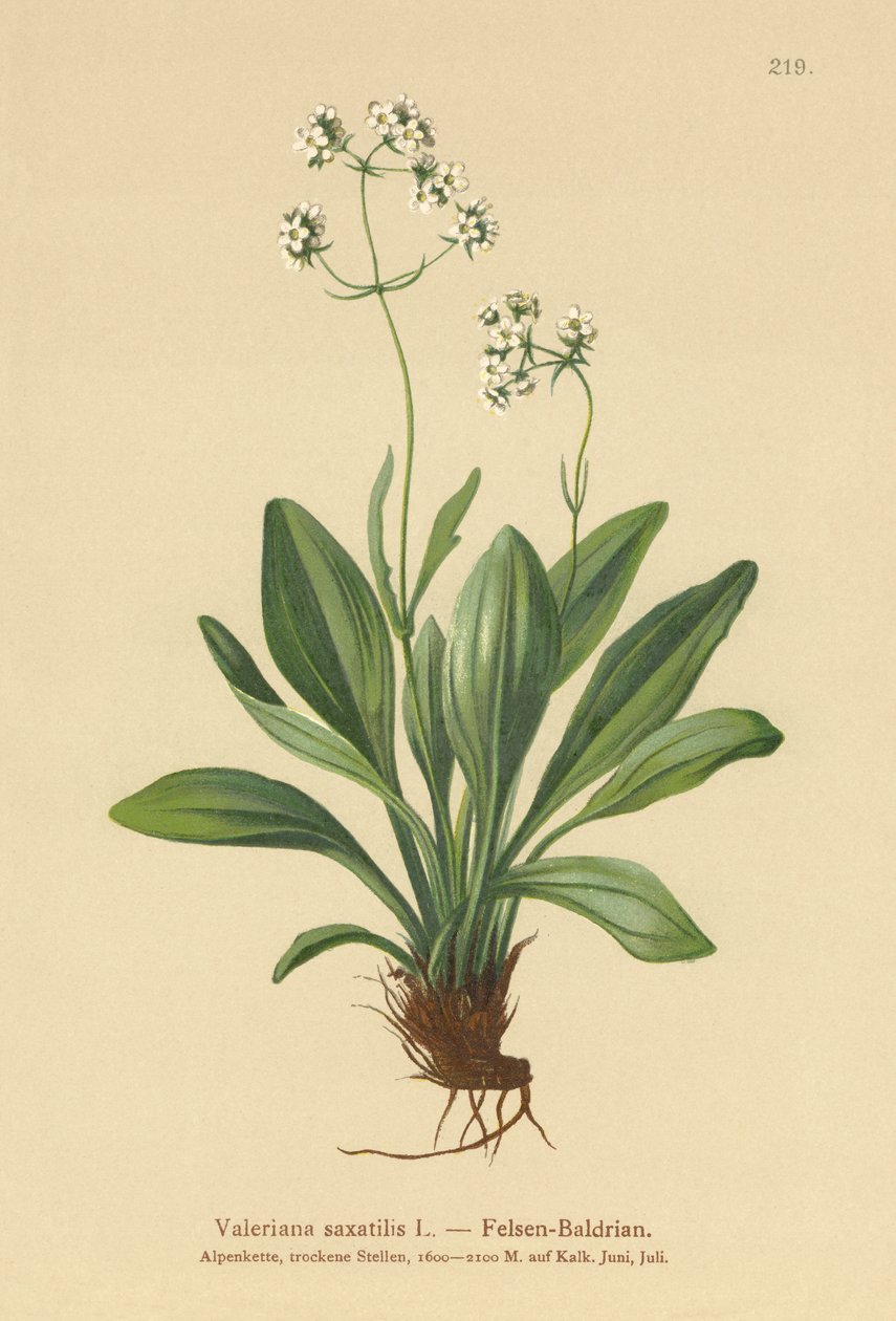 Kivivaleriaani (Valeriana saxatilis) tekijältä German School