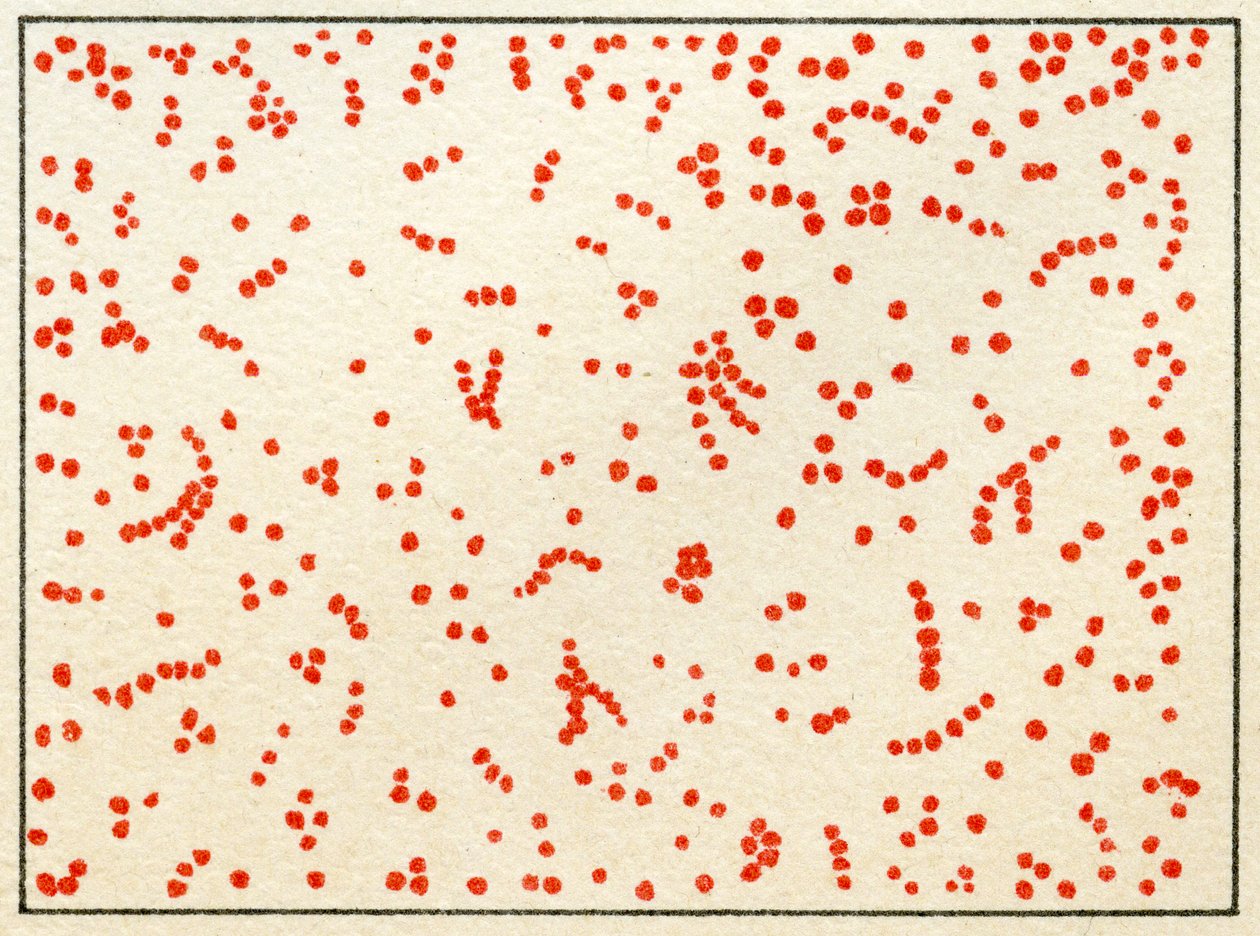 Näyte Micrococcus Bacteria -bakteerista n. 1890 (värikromolitografia) tekijältä German School