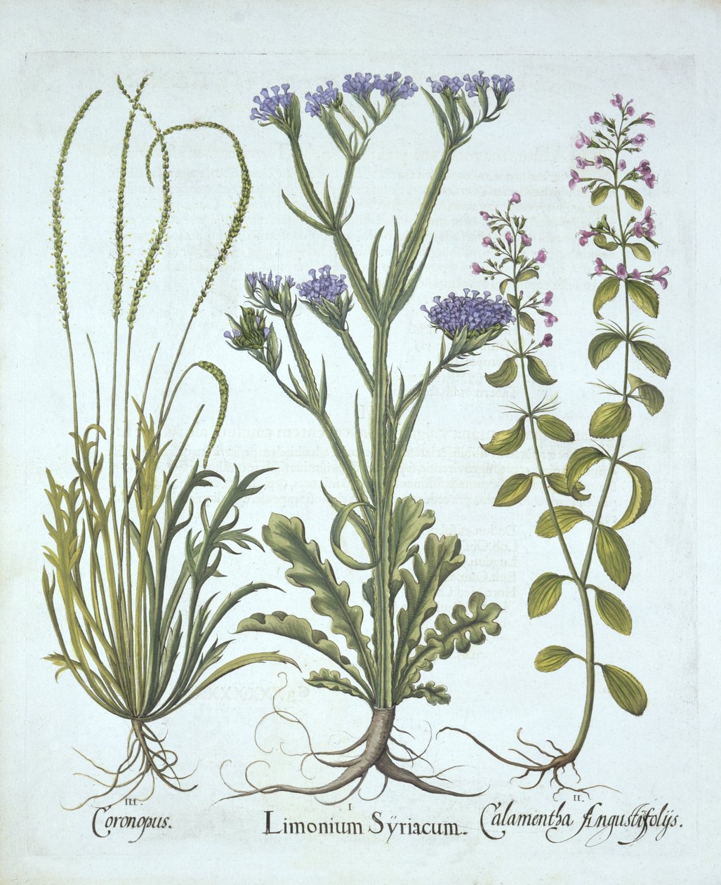 Merilaventeli, sikakrassi, kalamintti, Hortus Eystettensis, kirjoittanut Basil Besler (1561-1629), pub. 1613 (käsinvärinen kaiverrus) tekijältä German School