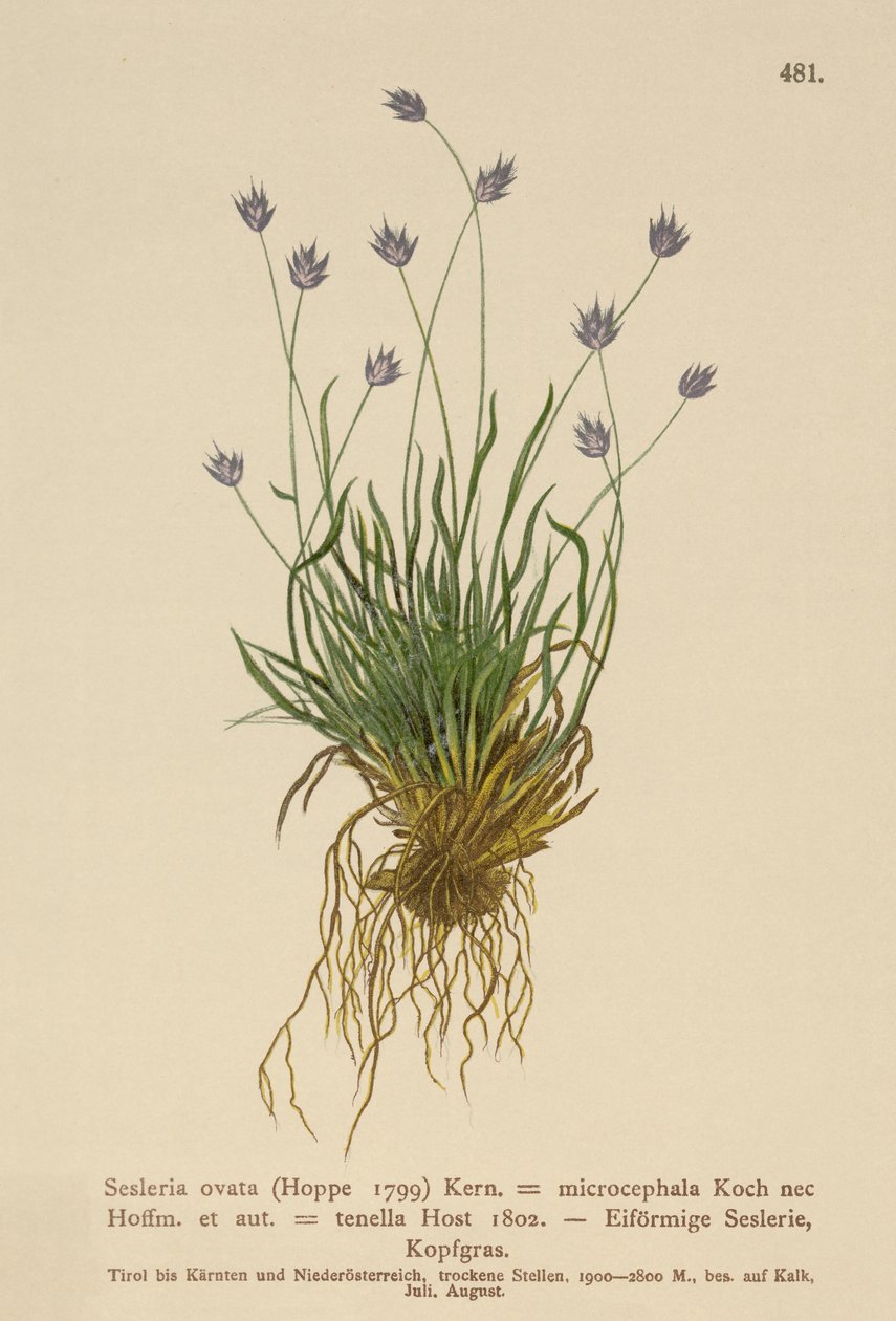 Sesleria (Sesleria ovata, Sesleria microcephala, Sesleria tenella, Psilathera ovata) tekijältä German School