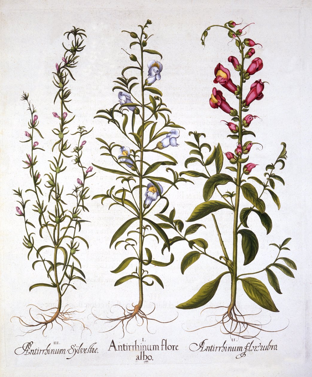 Snapdragons or Antirrhinums, Hortus Eystettensis, Basil Besler (1561-1629), pub. 1613 (käsinvärinen kaiverrus) tekijältä German School