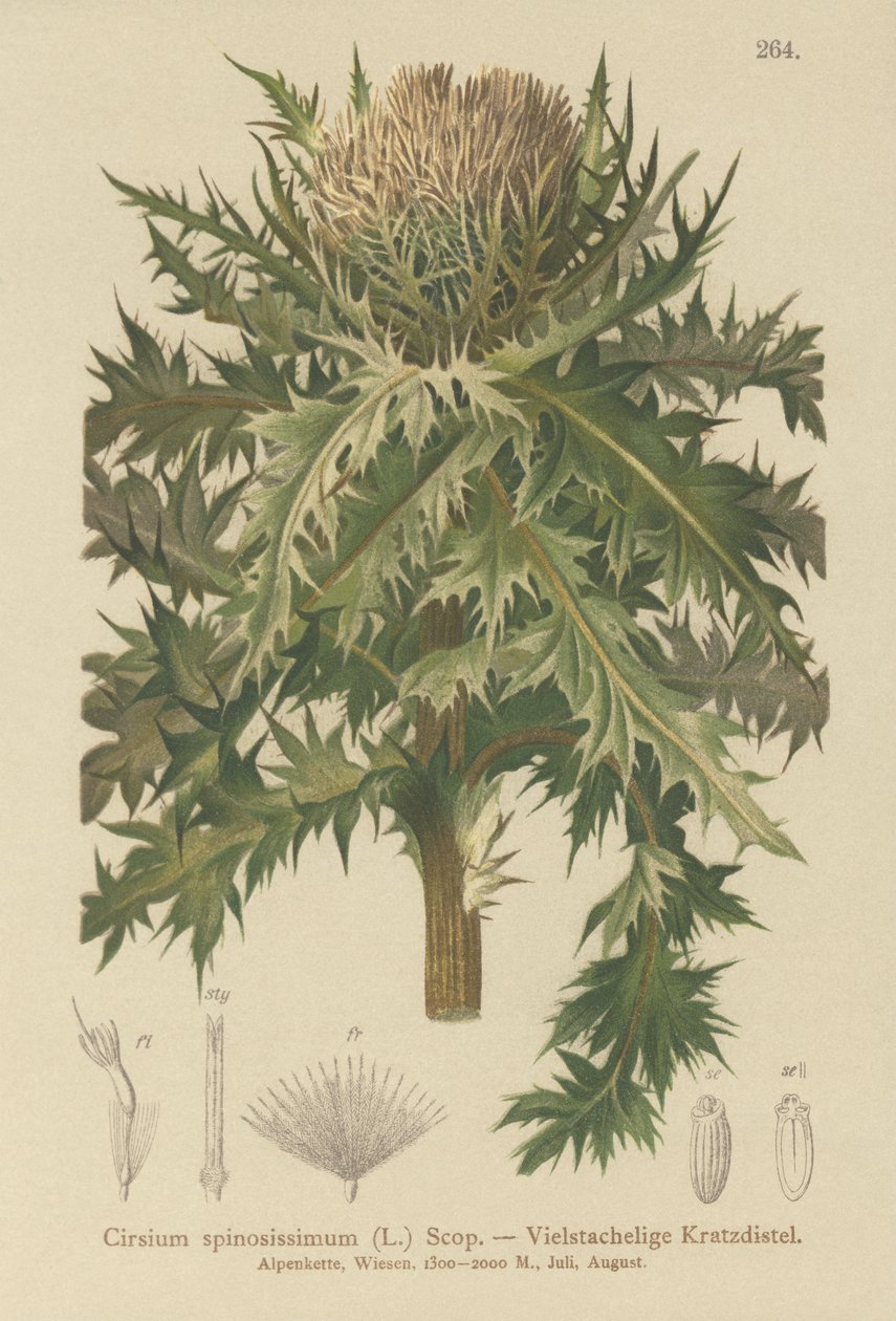 Spinin ohdake (Cirsium spinosissimum) tekijältä German School