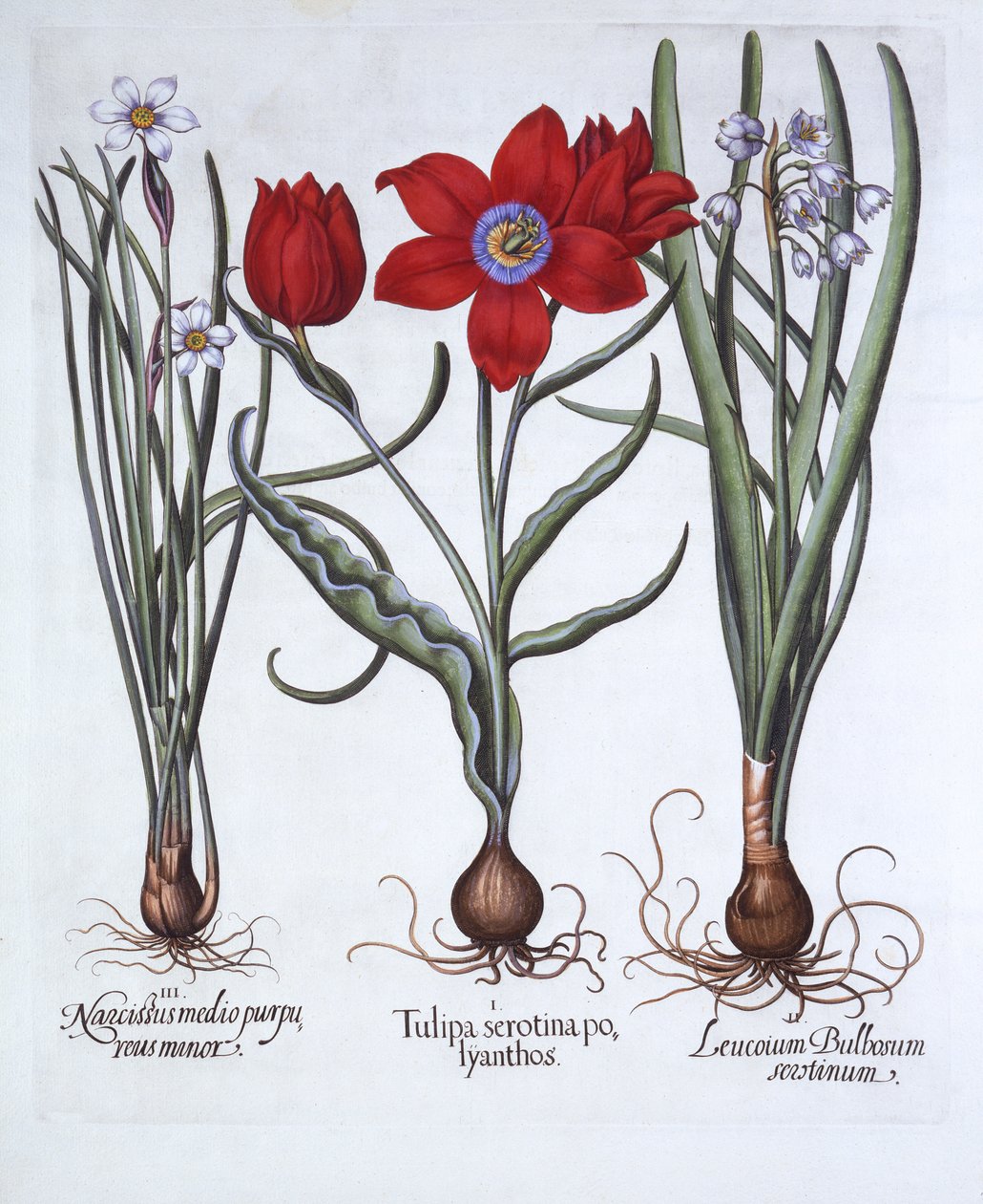 Tulppaani, kevätlumihiutale ja narsissi, Hortus Eystettensis, kirjoittanut Basil Besler (1561-1629), pub. 1613 (käsinvärinen kaiverrus) tekijältä German School