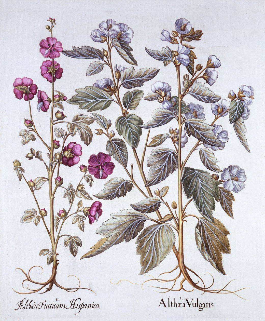 Kaksi malvalajiketta, Hortus Eystettensis, kirjoittanut Basil Besler (1561-1629), pub. 1613 (käsinvärinen kaiverrus) tekijältä German School