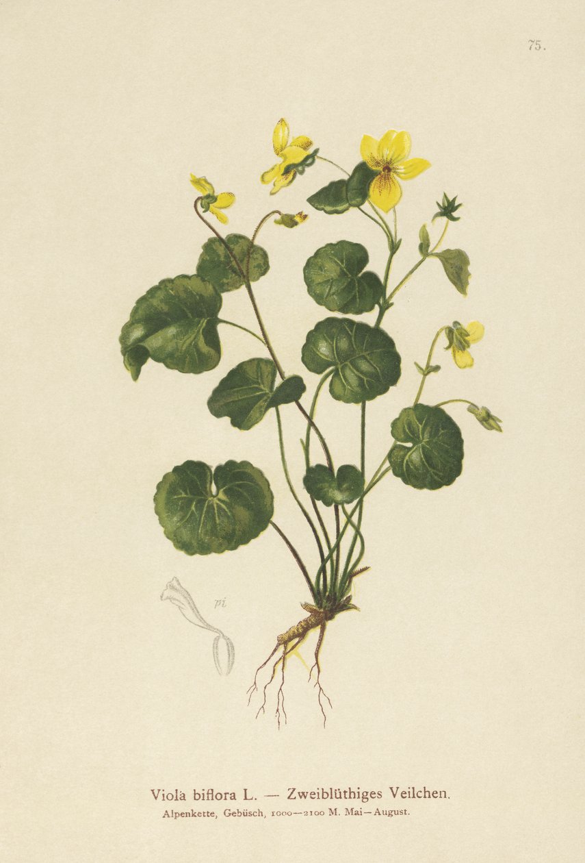 Kaksikukkainen orvokki (Viola biflora) tekijältä German School
