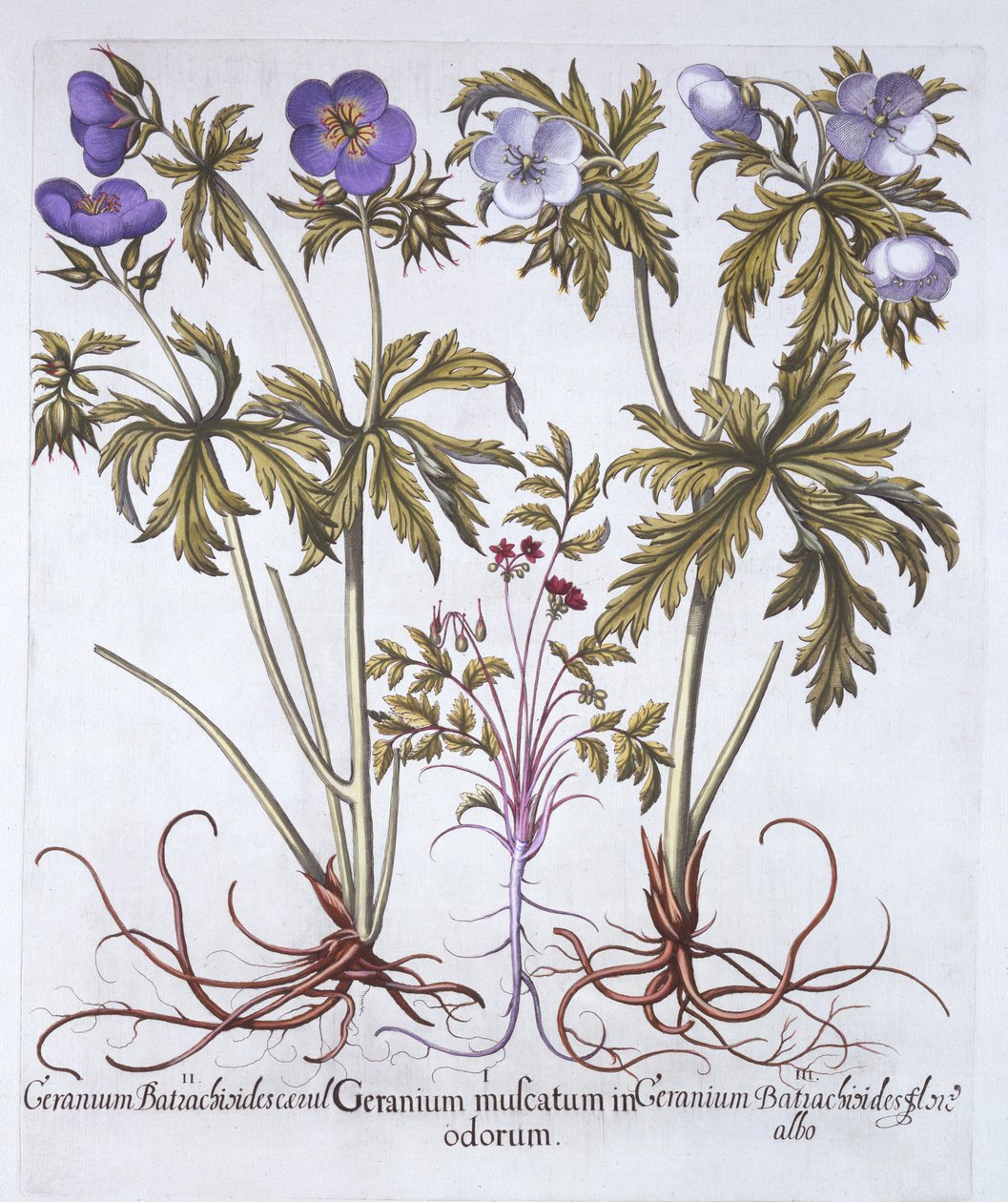 Geraniumin muunnelmia, Hortus Eystettensis, Basil Besler (1561-1629), pub. 1613 (käsinvärinen kaiverrus) tekijältä German School