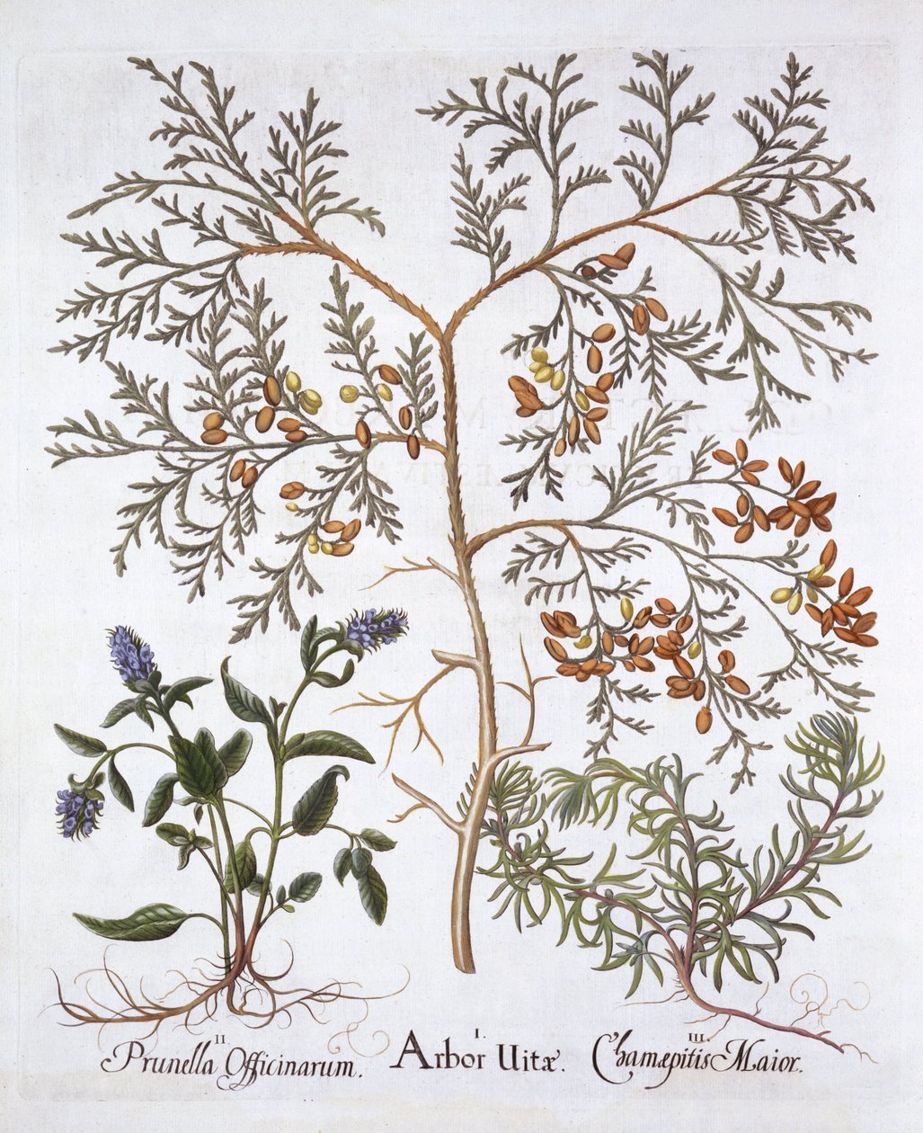 White Cedar, Self-Heal ja keltainen bugle, Hortus Eystettensis, kirjoittanut Basil Besler (1561-1629), pub. 1613 (käsinvärinen kaiverrus) tekijältä German School