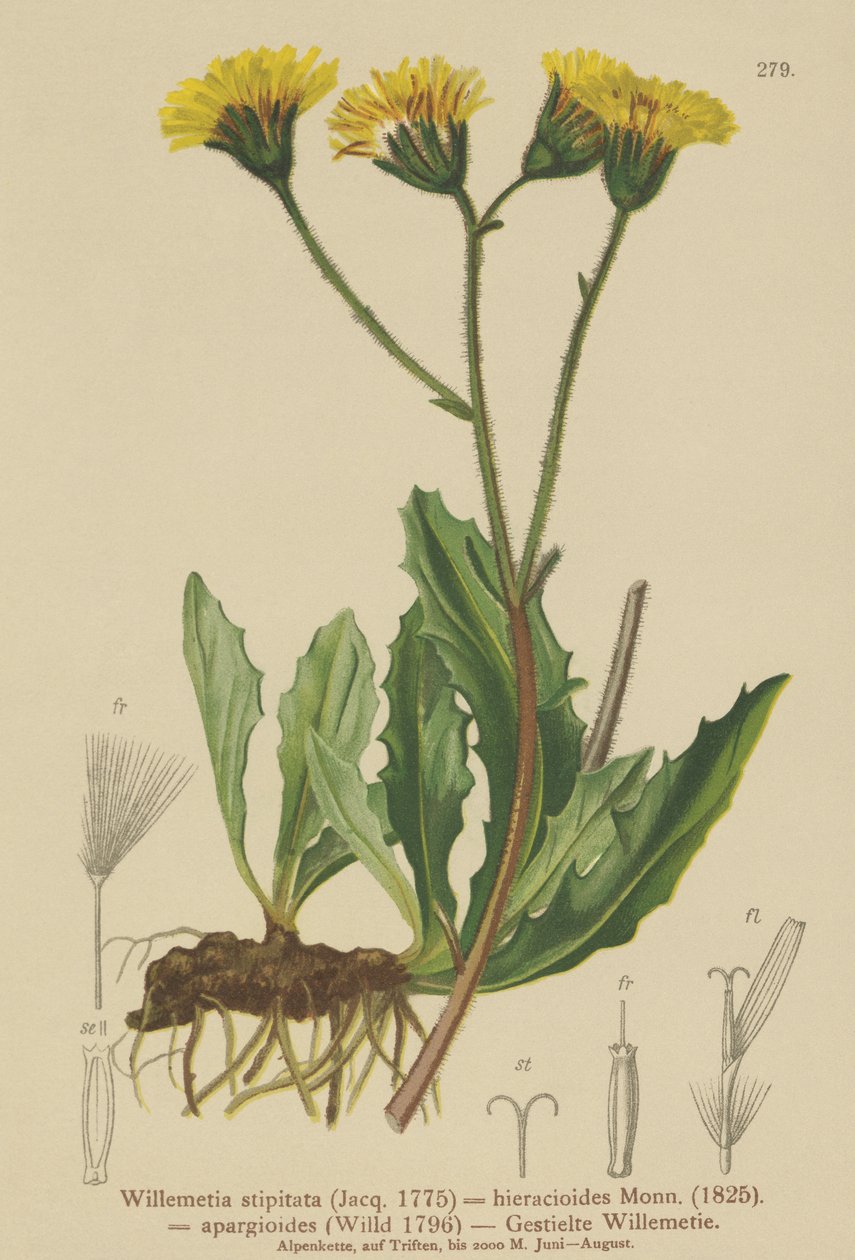 Willemetia (Willemetia stipitata, Willemetia hieracioides, Willemetia apargioides) tekijältä German School