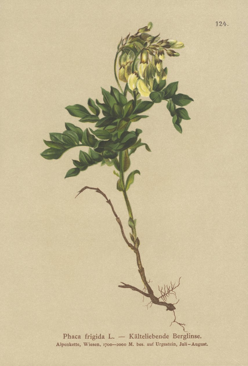 Keltainen alppimaitokello (Foca Frigidi, Astragalus Frigidis, Foca Acharita, Drink Frigidi) tekijältä German School