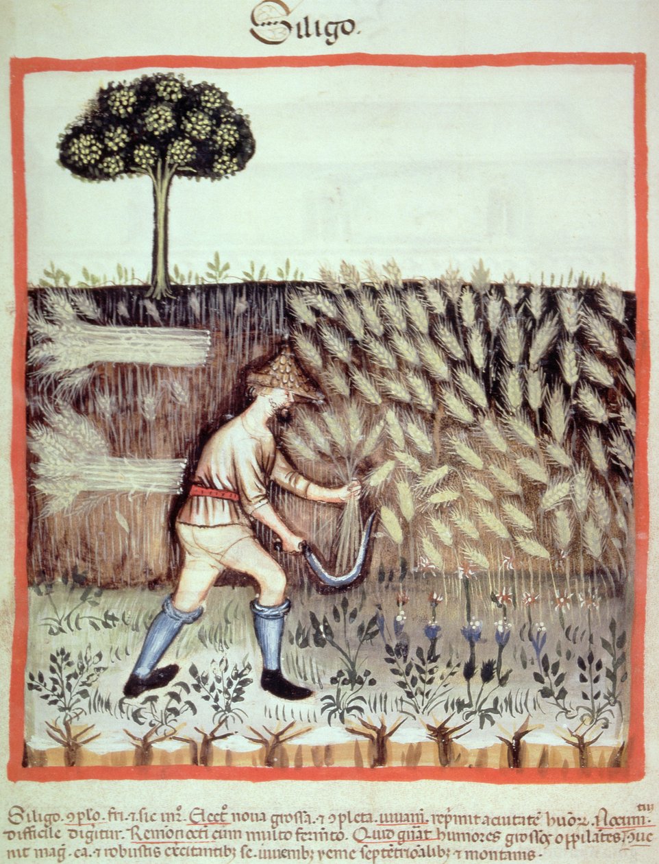 Fol.46v Gathering the Winter Grain, kuva Tacuinum Santiatis Codex Vindobonensisista tekijältä Italian School