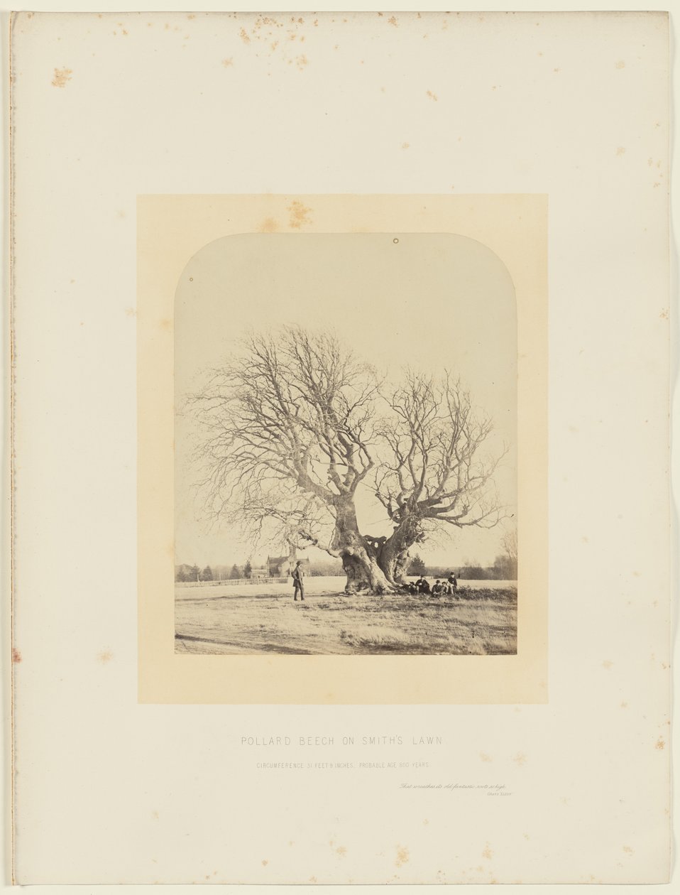 Pollard Beech Smith