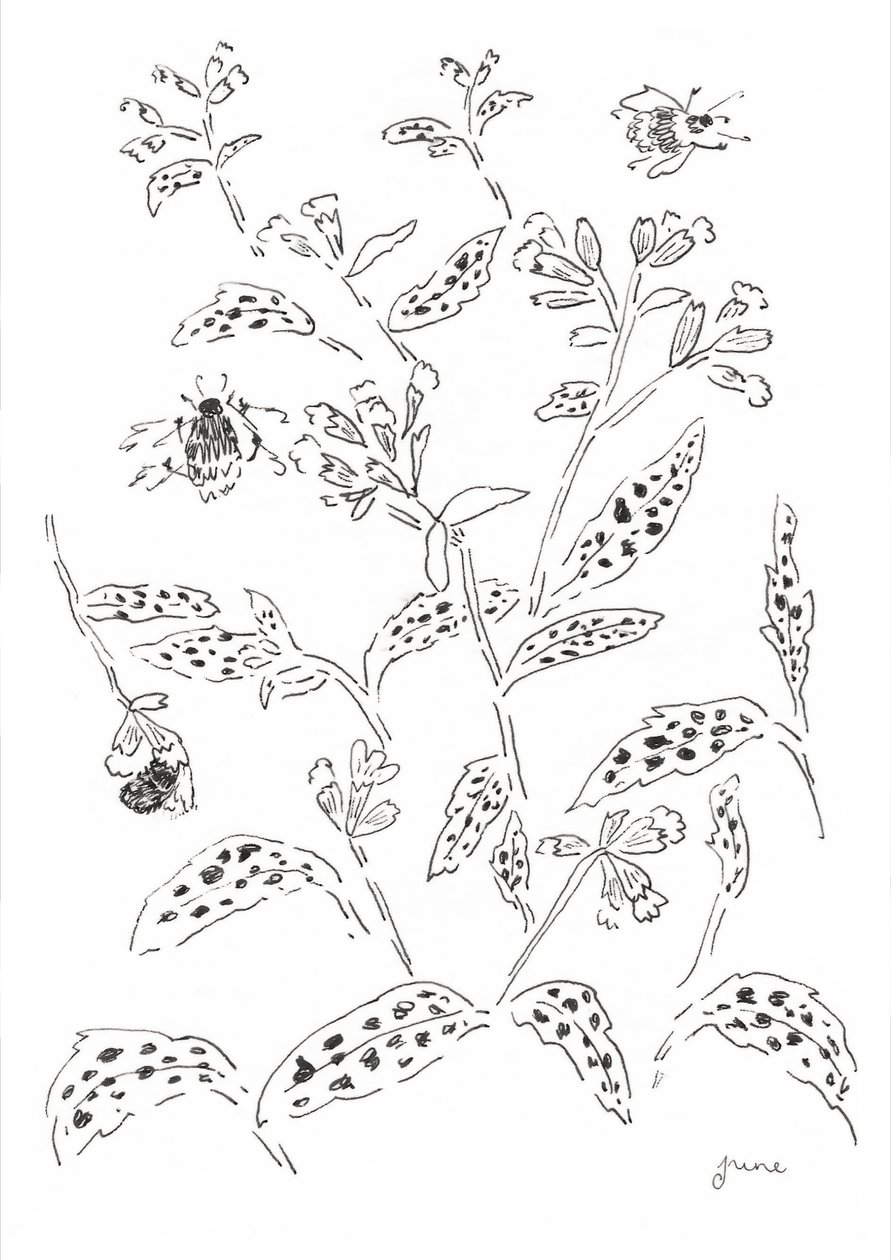 Bumblebee- ja Wildflower-tutkimus tekijältä june art