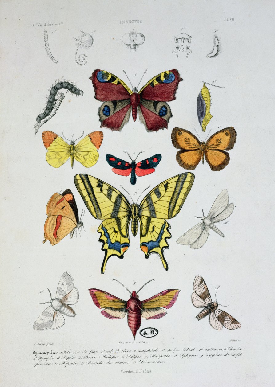 Erilaisia ​​perhosia, Dictionnaire Elementaire dHistoire Naturelle, kaivertanut Felix, 1842 tekijältä A. Baron