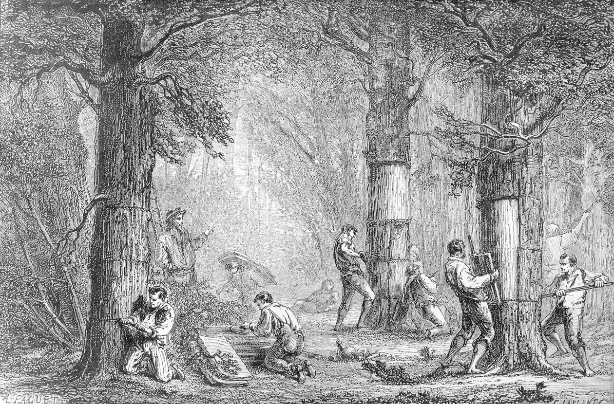 Charles Laplanten (k. 1903) kaivertama kuori (Gathering the Bark of the Cork Tree) tekijältä A. Faguet