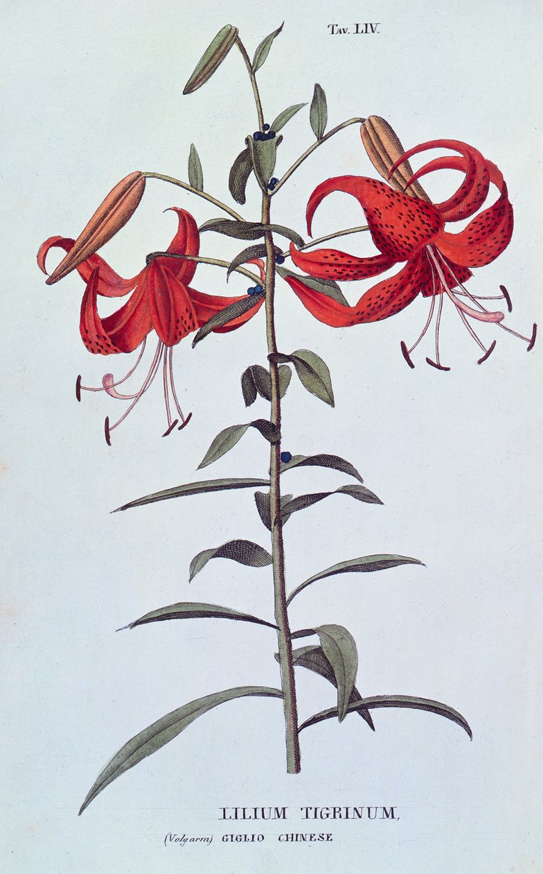 Lilium tigrinum (Tiger Lily) antropiasta tai kukkien viljelystä tekijältä A. Piccioli