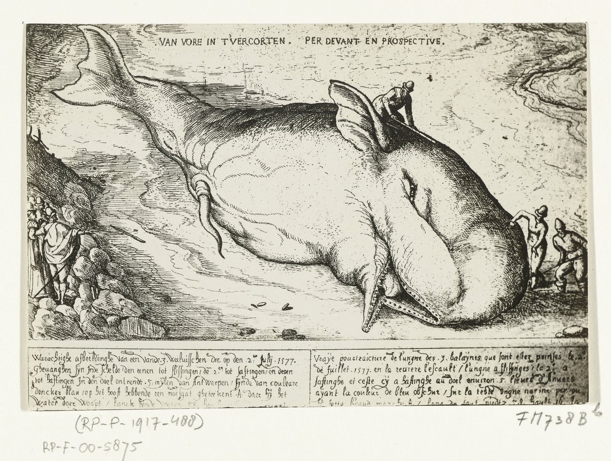 Vedos huuhtoutuneesta valasta lähellä Antwerpeniä, 2. heinäkuuta 1577 tekijältä A.B. van Deinse