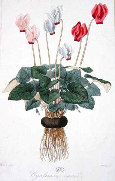 Syklaami, kaiverrus Debray (väri litho) tekijältä A. (after) Faguet