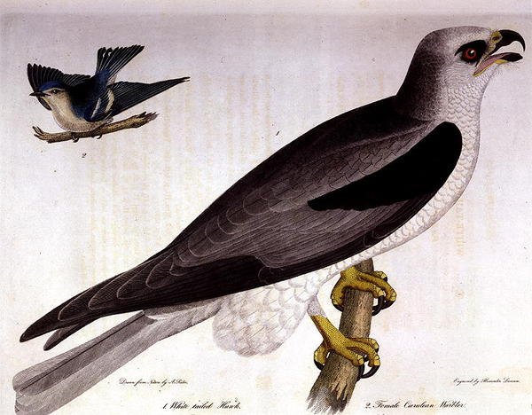 Valkohäntähaukka ja naaras caerulean warbler, kaiverrus Alexander Lanson (värillinen kaiverrus) tekijältä A. (after) Rider