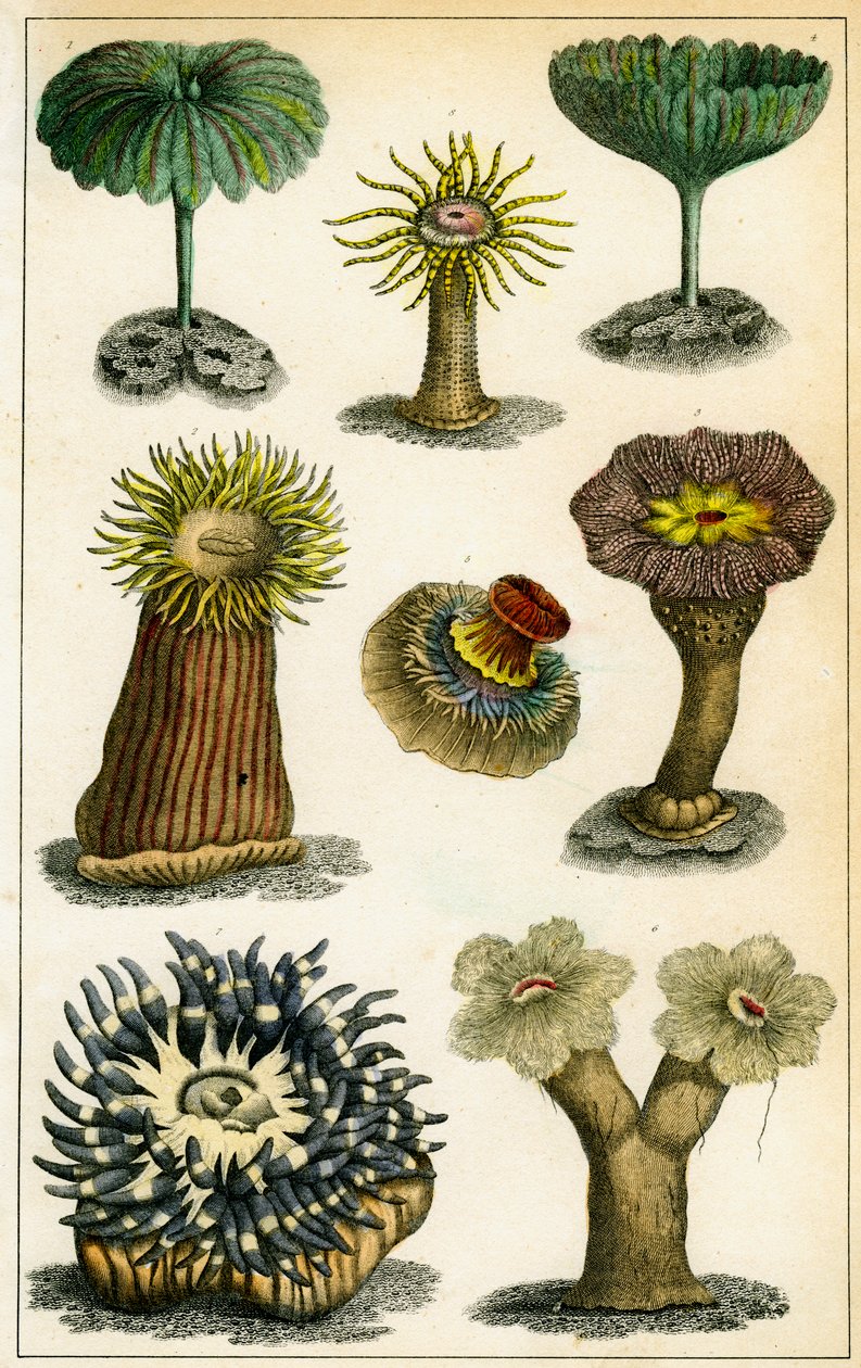 Merivuokot, 1800-luku. tekijältä A Fullarton and Co