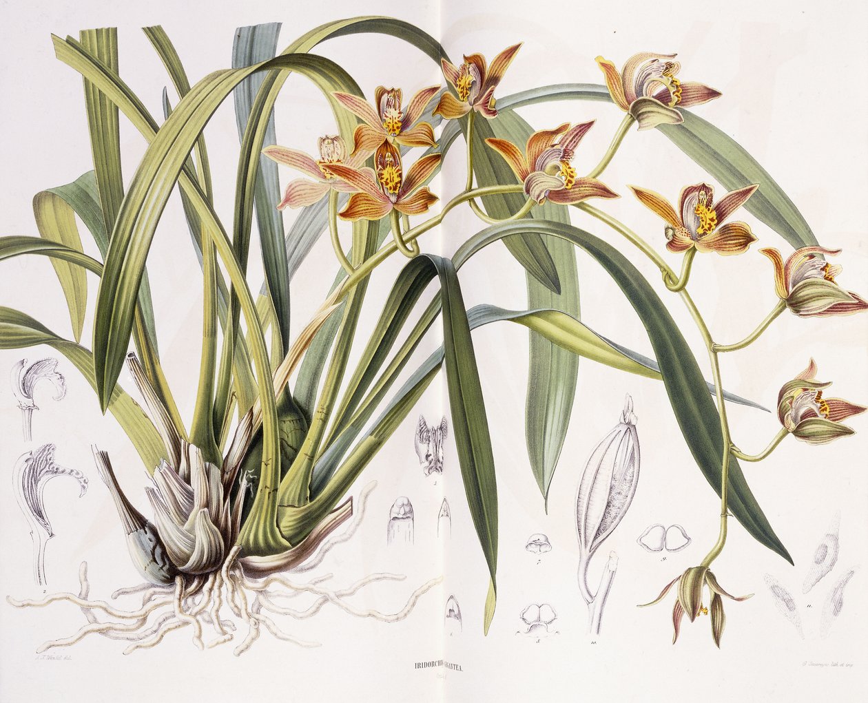 Iridorchis Gigantea, 1867 tekijältä A. J. Wendel