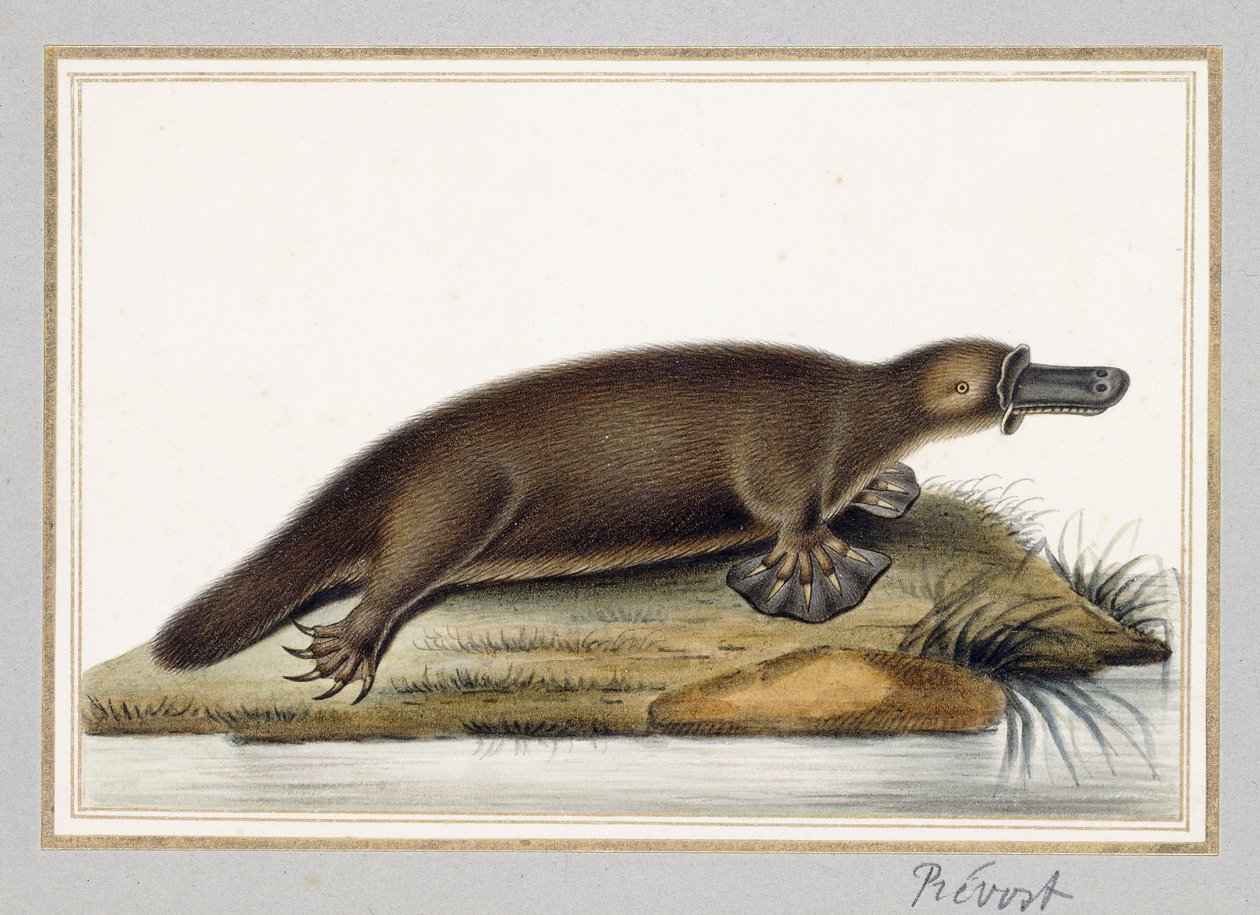 Ankkanokkainen Platypus tekijältä A. Prevost