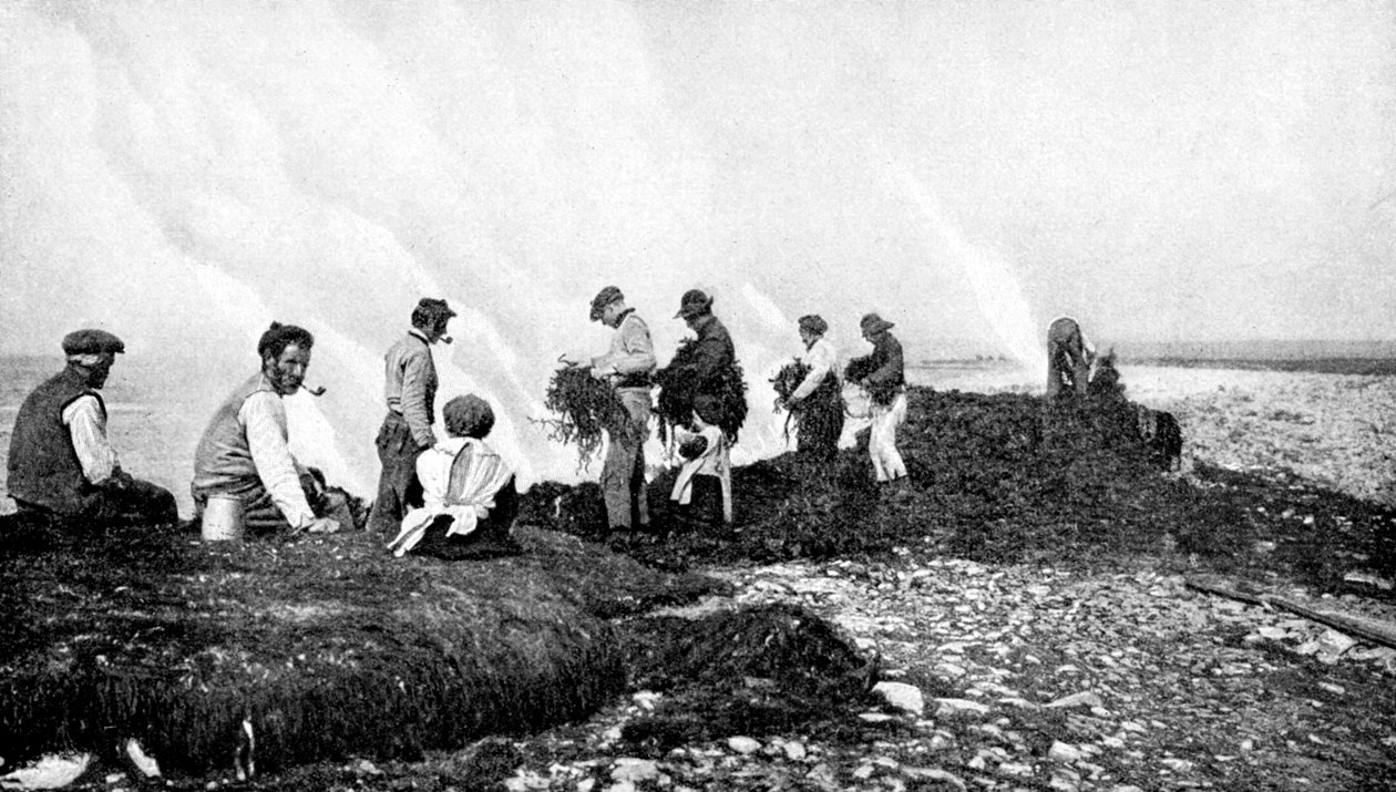 Merilevän polttaminen rakkolevälle, Aranin saaret, Irlanti, 1922. tekijältä A. W. Cutler