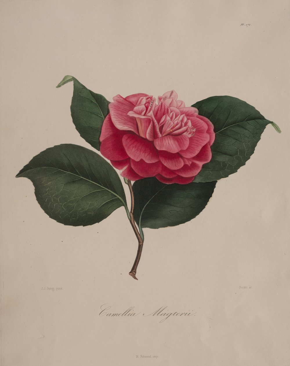 Camellia-suvun ikonografia: nro 171, 1839-1843. tekijältä Abbé Laurent Berlèse