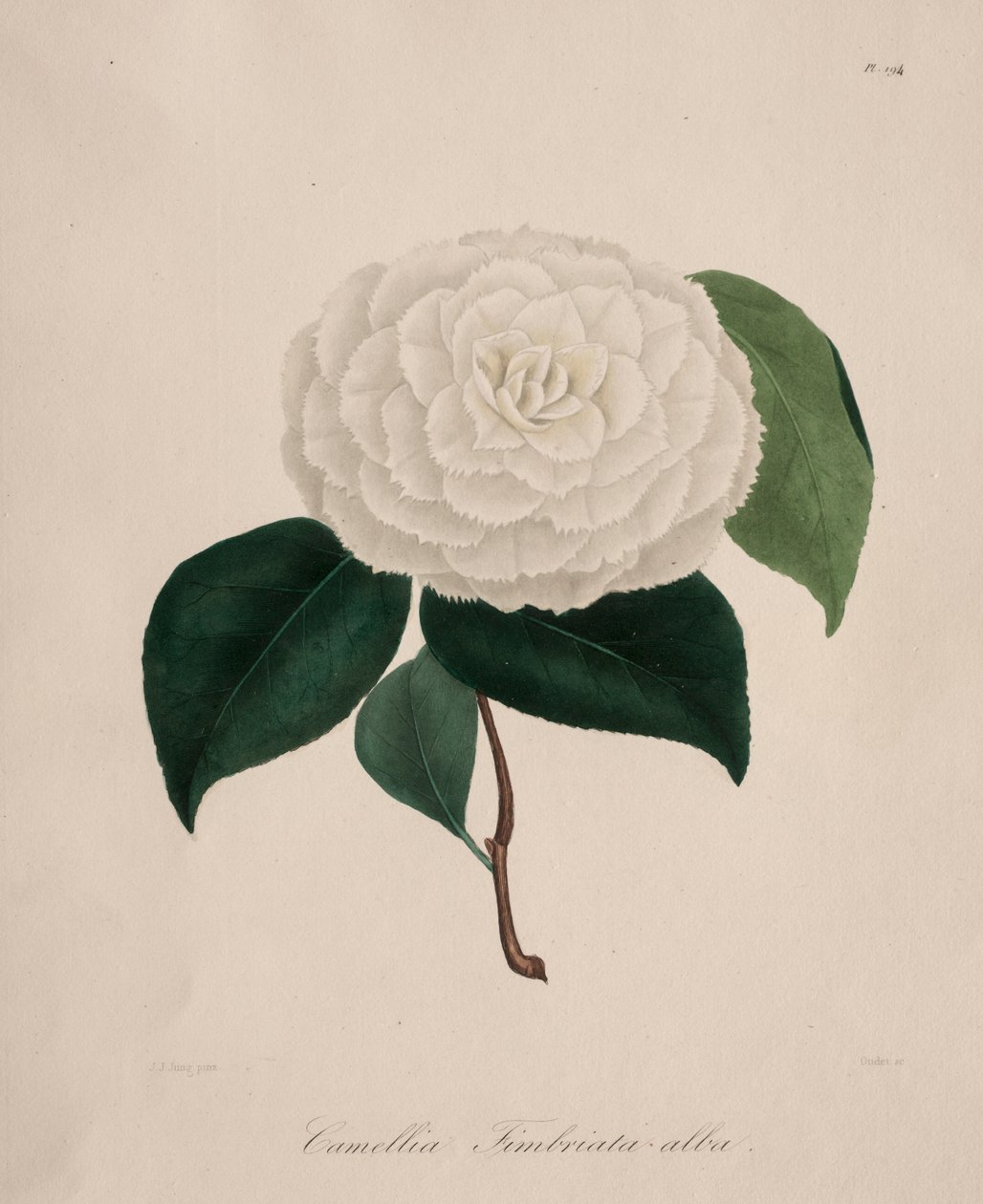 Camellia-suvun ikonografia: nro 194, 1839-1843. tekijältä Abbé Laurent Berlèse